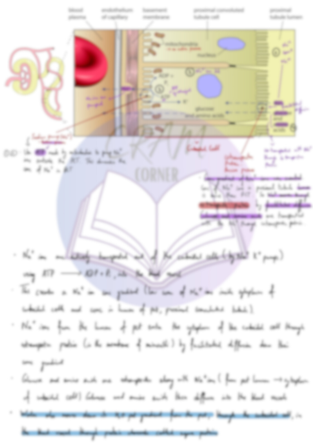 Biology A2- Homeostasis