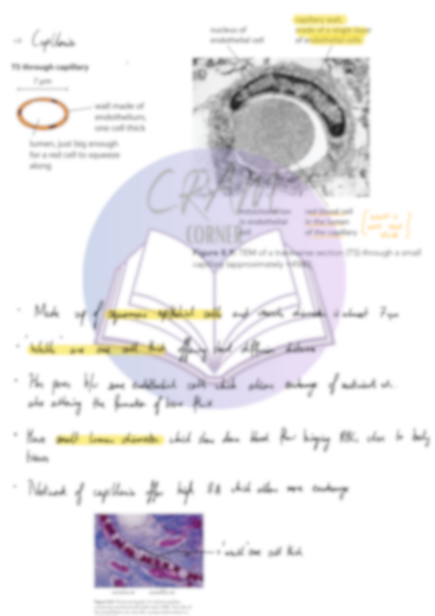 Biology AS- Transport in mammals