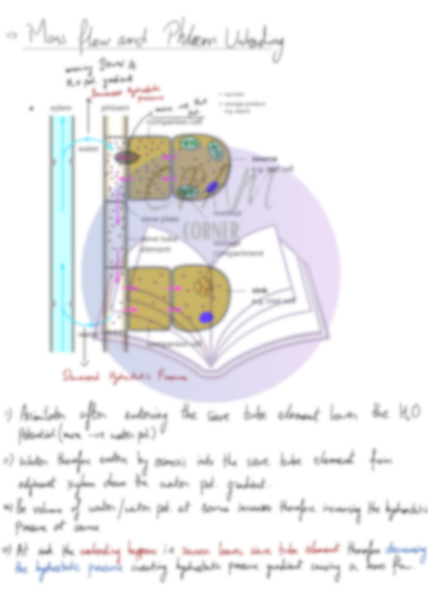 Biology AS- Transport In Plants