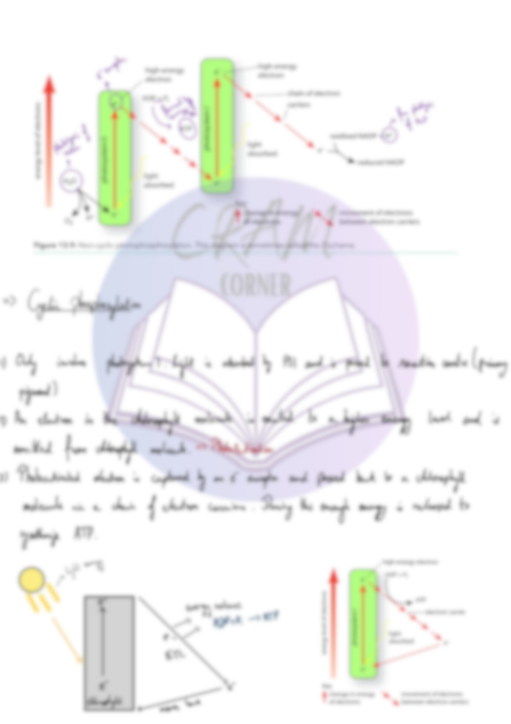 Biology A2- Photosynthesis