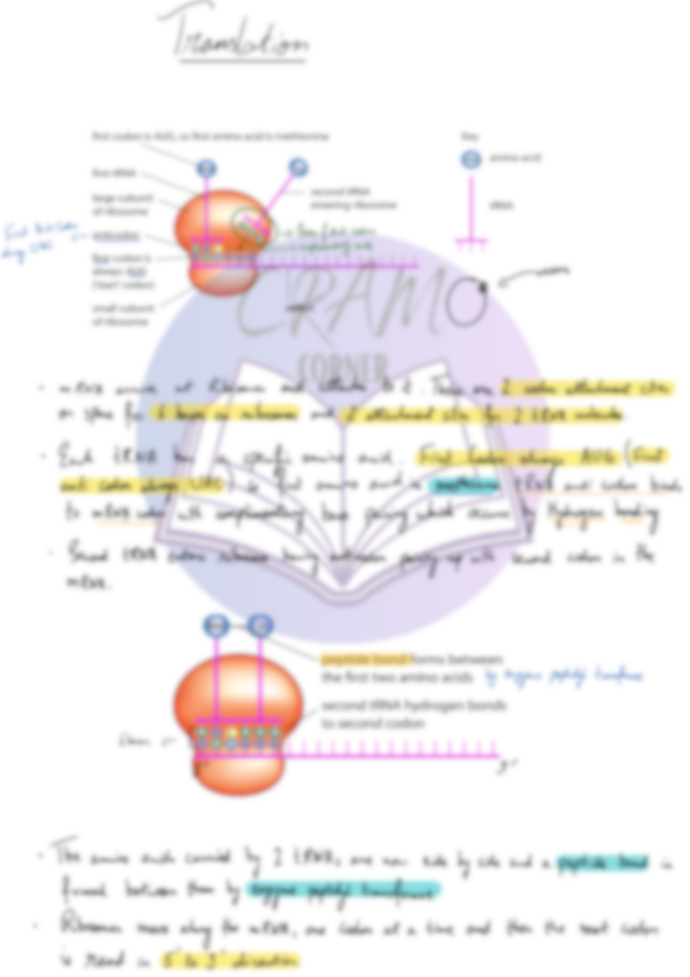 Biology AS- Nucleic Acid and Protein Synthesis