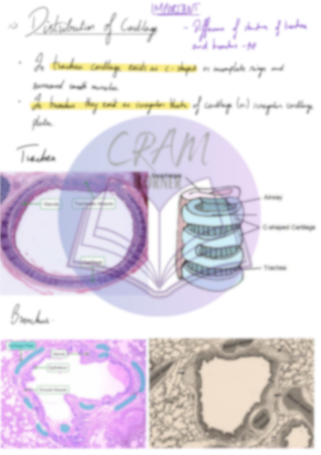 Biology AS- gaseous exchange