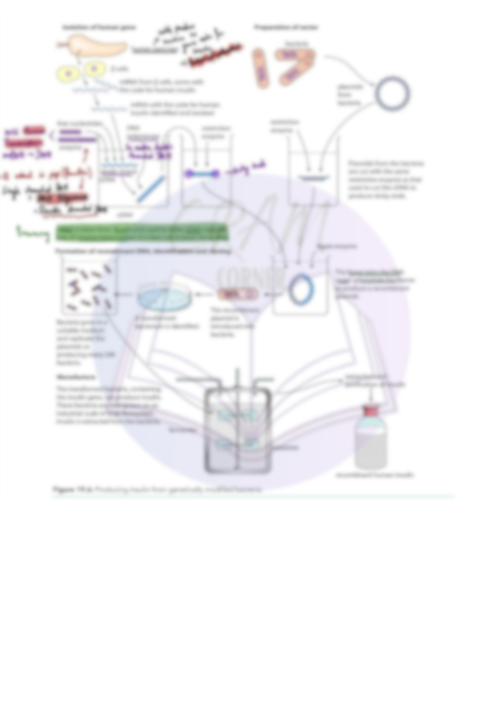 Biology A2- Gene technology