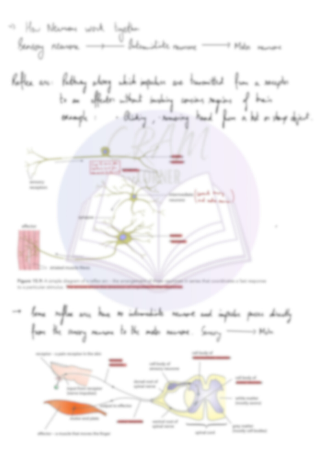 Biology A2- Control and Coordination