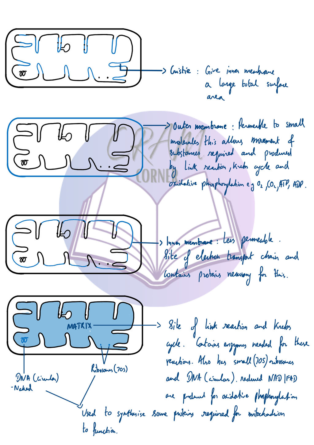 Biology notes preview