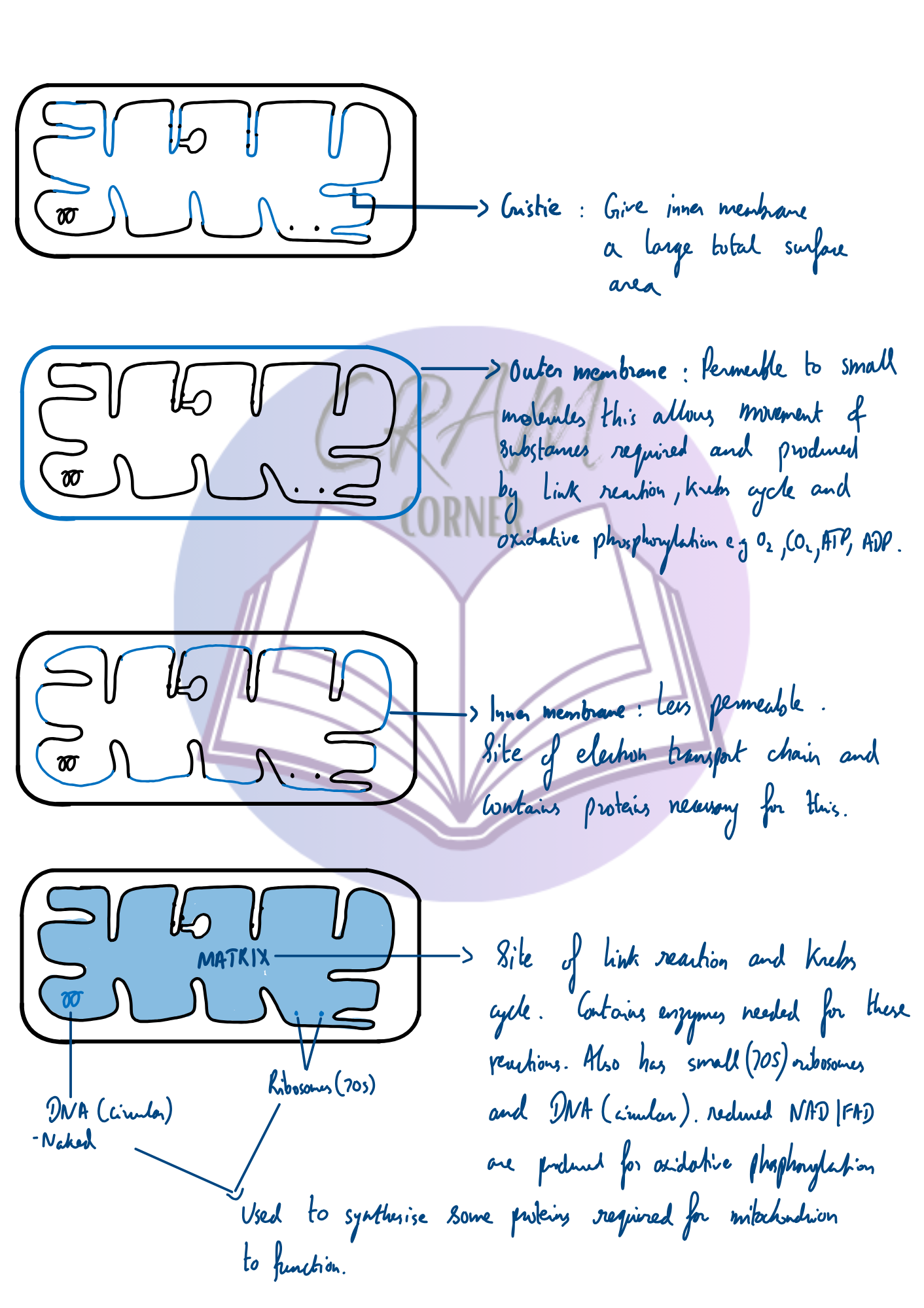 Biology notes preview