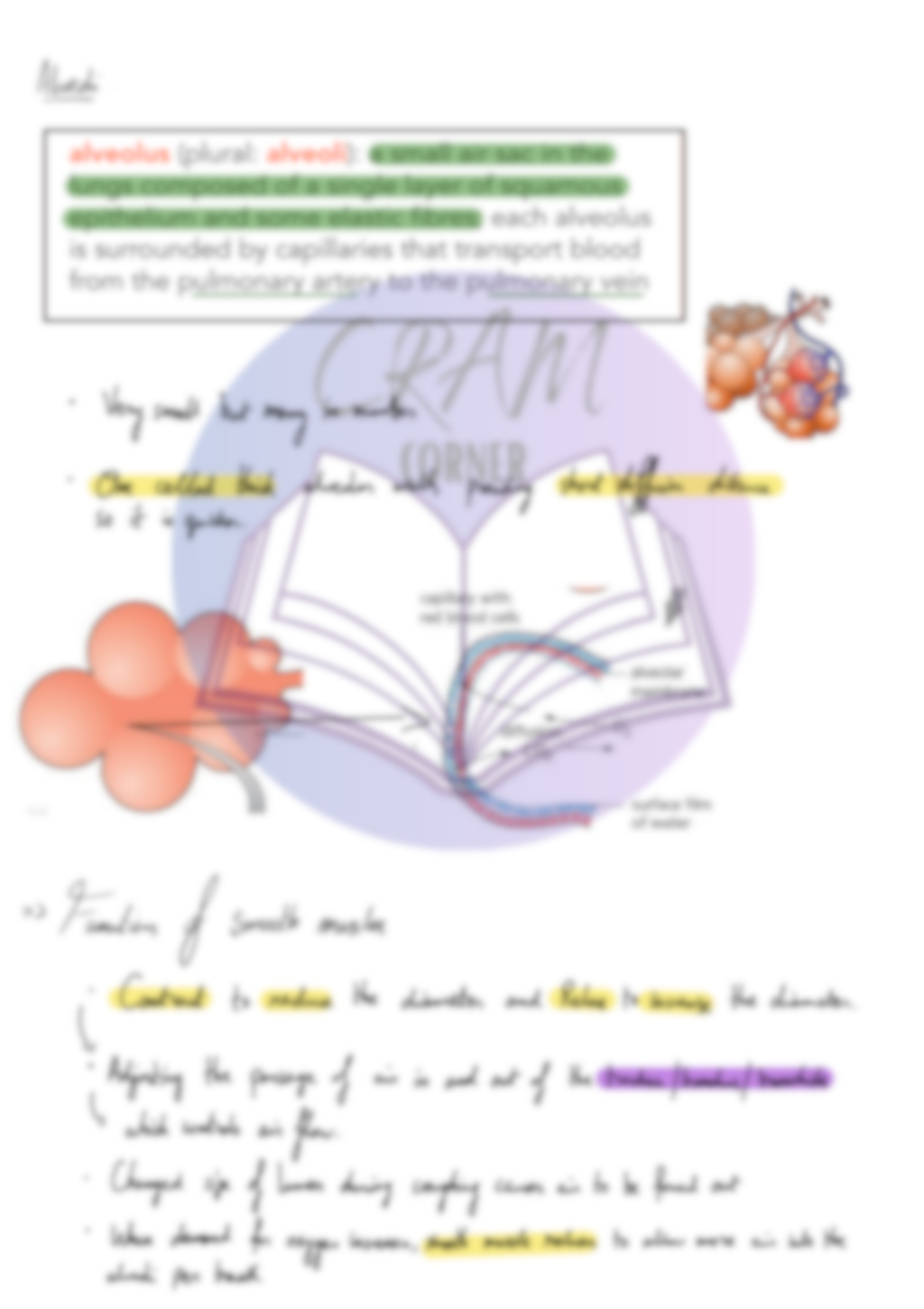 Biology AS- gaseous exchange