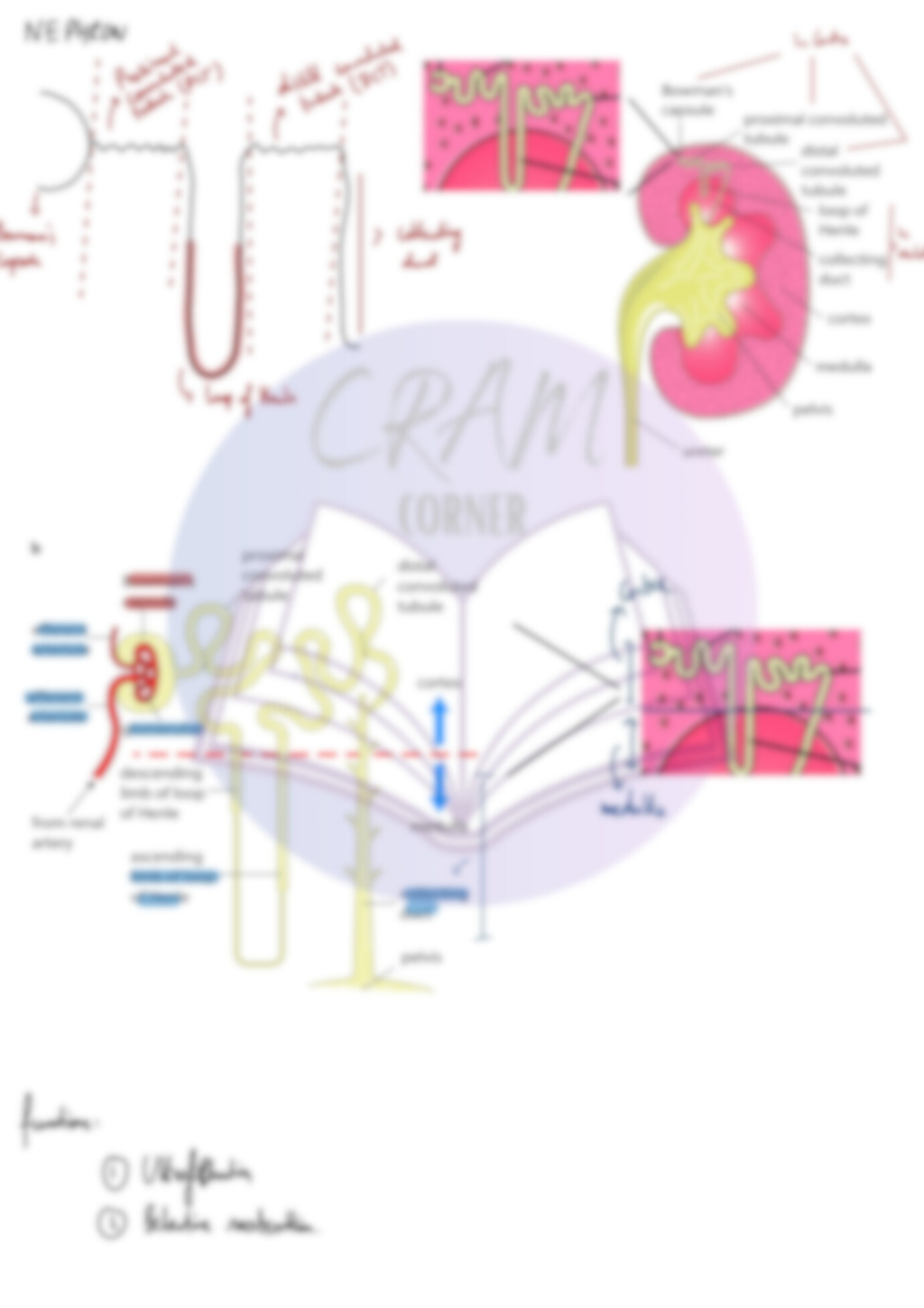Biology A2- Homeostasis
