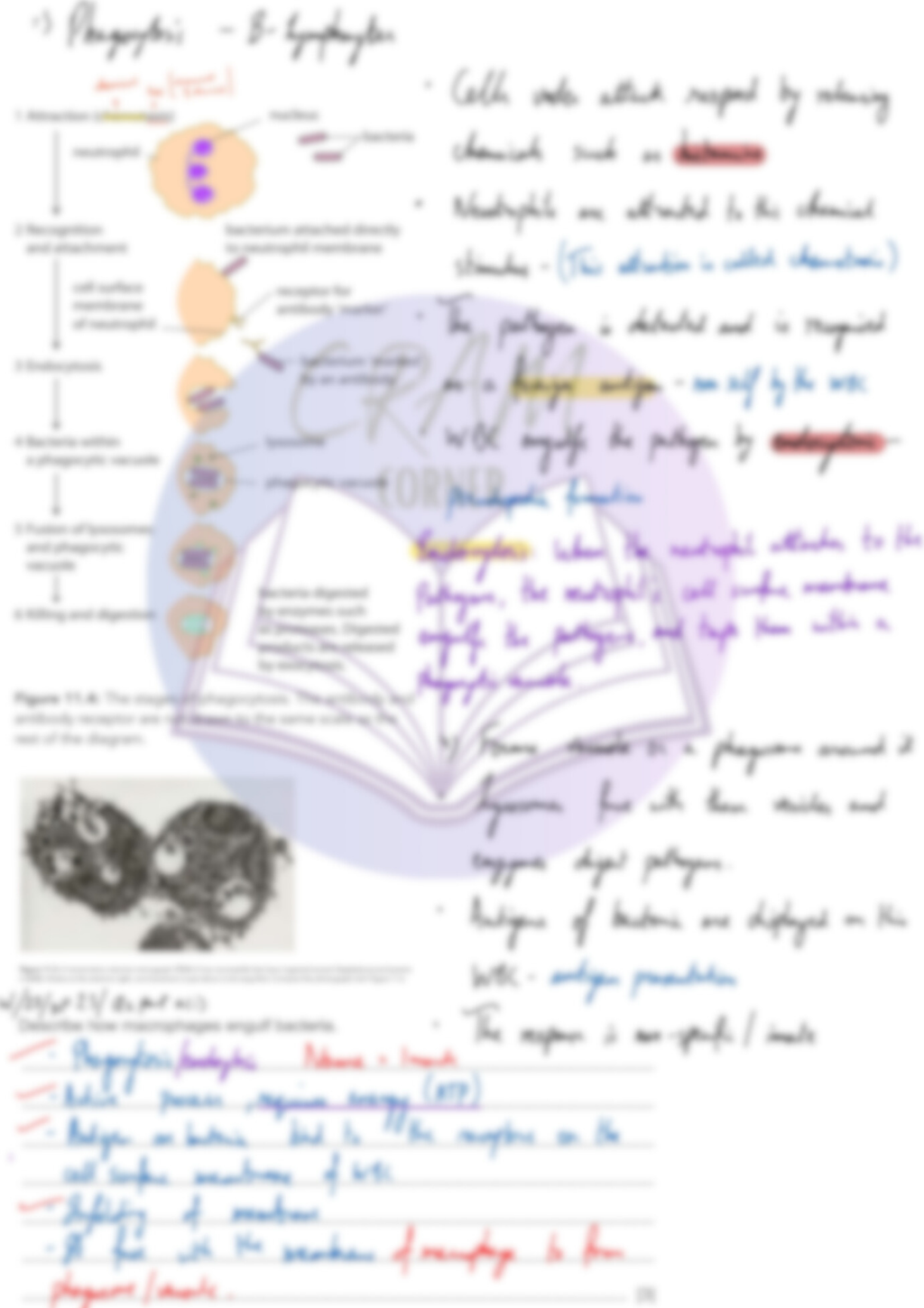 Biology AS- Immunity