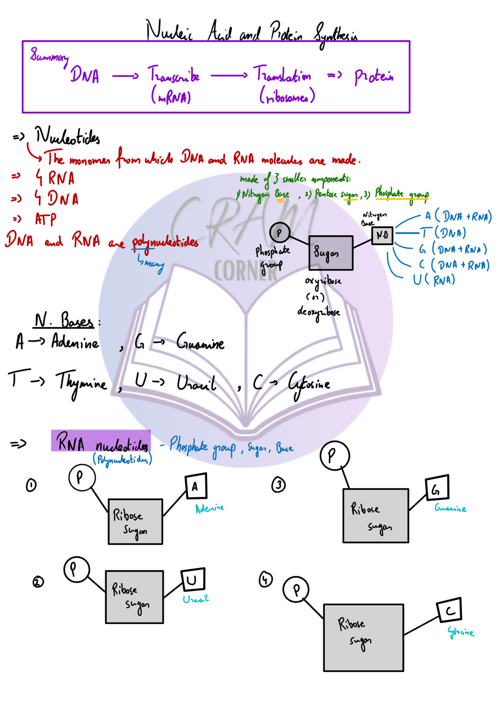 Biology notes preview