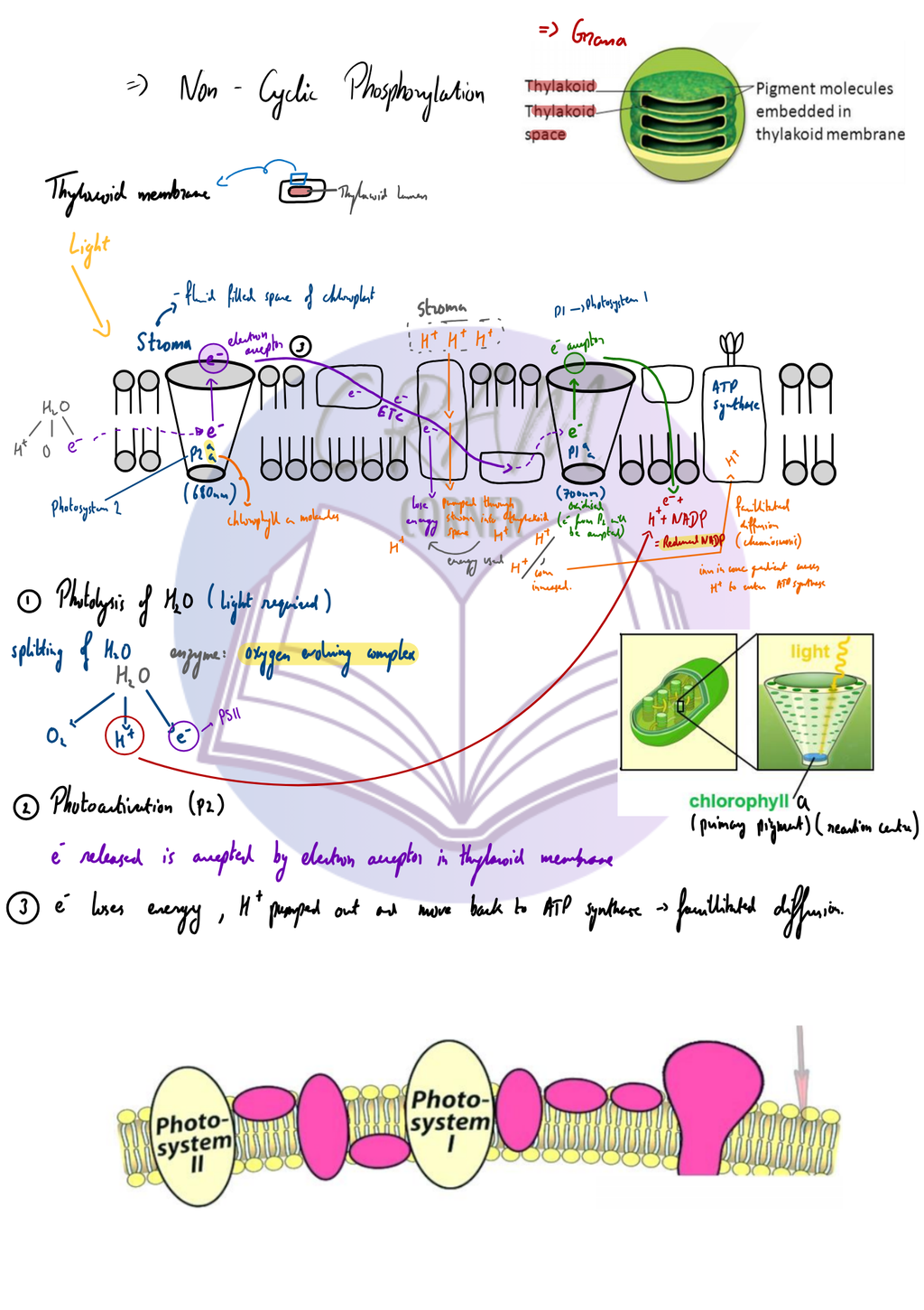 Biology notes preview