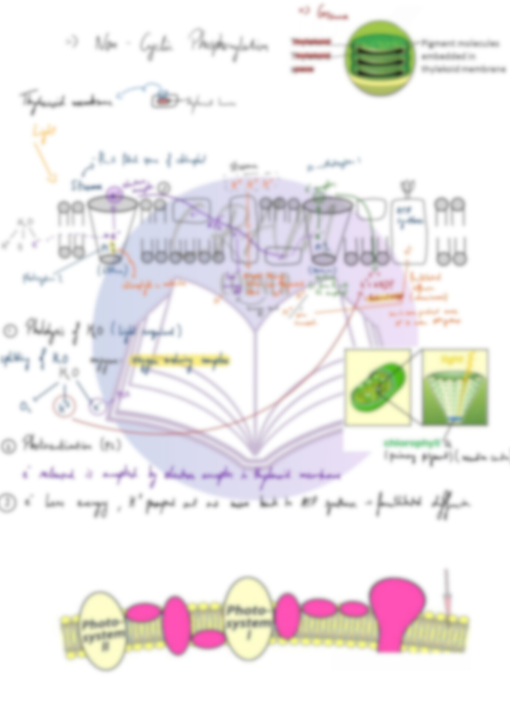 Biology A2- Photosynthesis