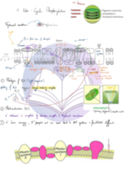 Biology A2- Photosynthesis