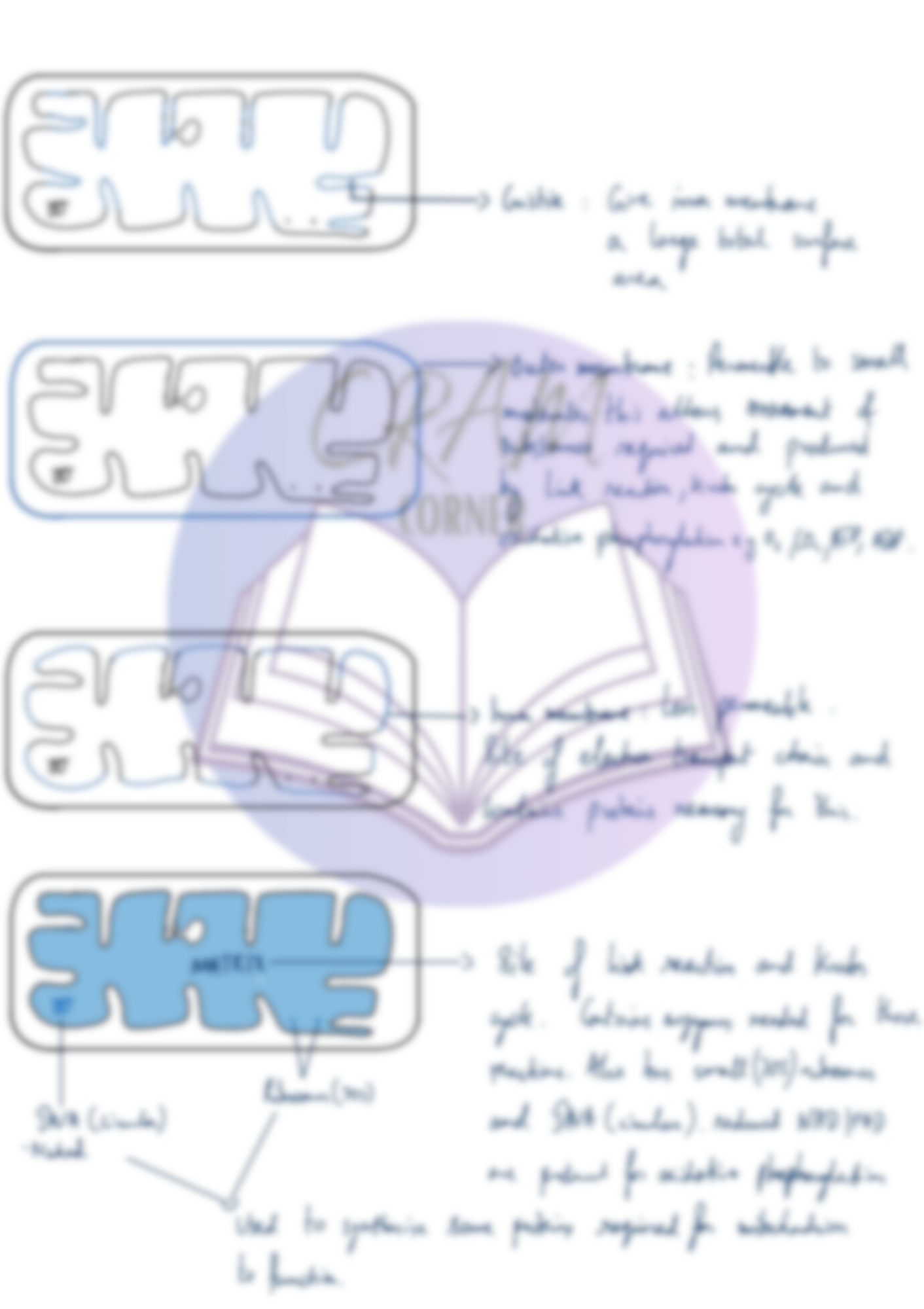 Biology A2- Energy and Respiration