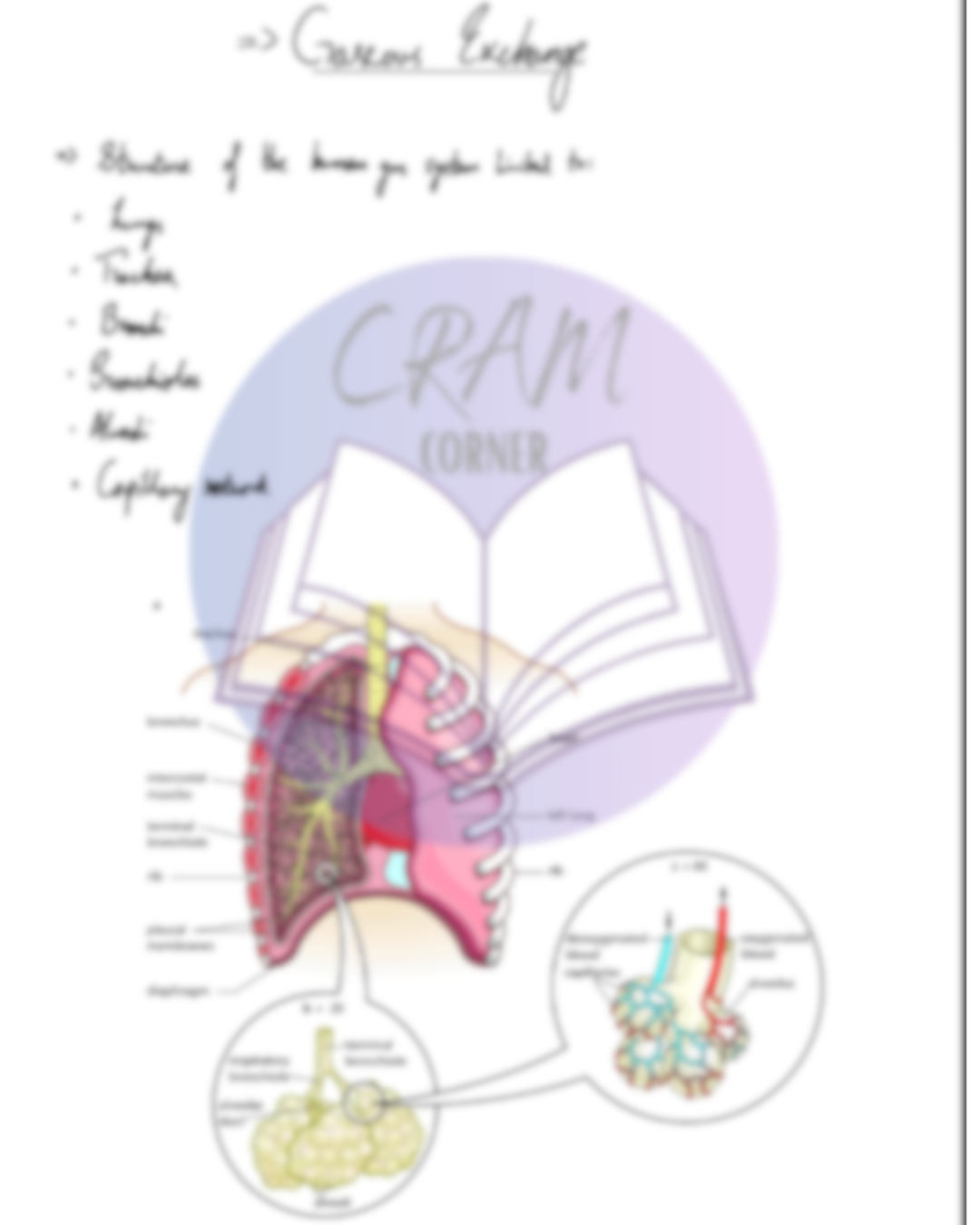Biology AS- gaseous exchange
